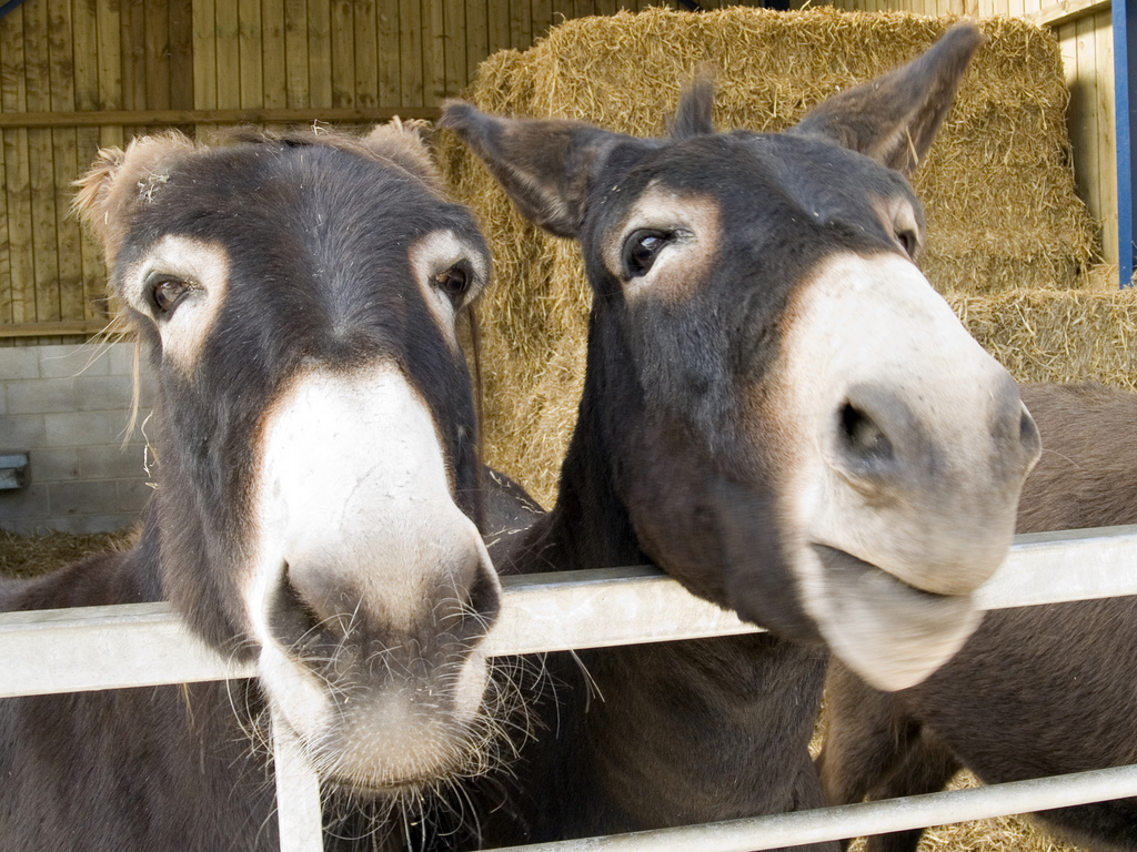twosmilingdonkeys